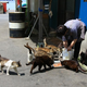 Illustration for article titled Cats Rule These Japanese Islands